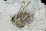 Bargain, Kettneraspis Trilobite - Oklahoma #94648-2